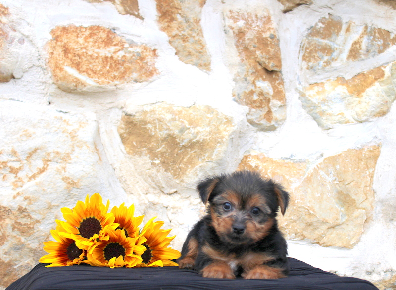 puppy, for, sale, Yorkie, Matthew B. Stoltzfus, dog, breeder, Gap, PA, dog-breeder, puppy-for-sale, forsale, nearby, find, puppyfind, locator, puppylocator, aca